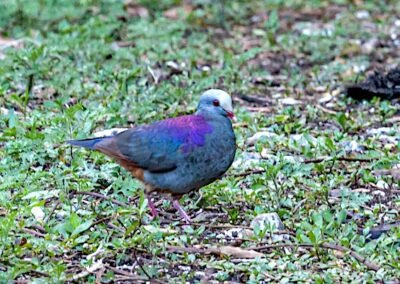 Grey-fronted Quail-Dove © Luis Segura