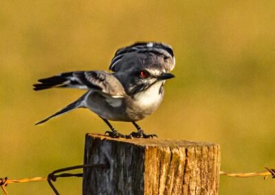 Grey Monjita © Luis Segura