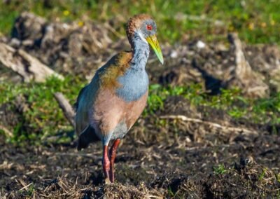 Giant Wood Rail © Luis Segura