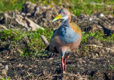 Giant Wood Rail © Luis Segura