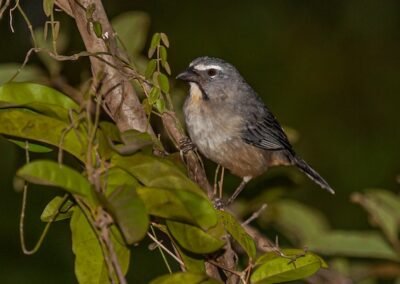 Greyish Saltator © Luis Segura