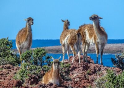 Guanaco © Felipe Fernández