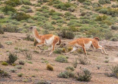 Guanaco © Luis Segura
