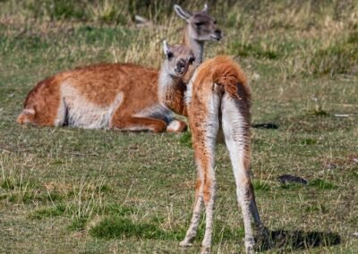 Guanaco © Luis Segura