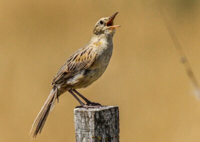 Hudson's Canastero © Luis Segura