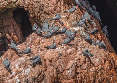 Inca Tern © Luis Segura