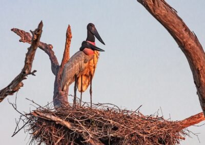 Jabiru © Luis Segura