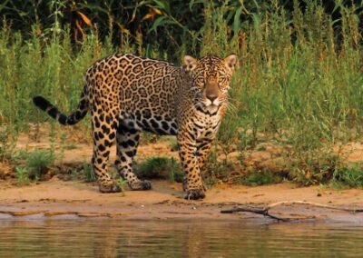 Jaguar © Lucas Marti