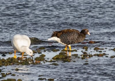 Kelp Goose © Luis Segura