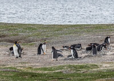 King and Gentoo Penguins © Luis Segura