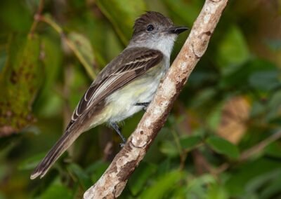 La Sagra's Flycatcher © Luis Segura