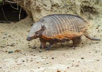 Large Hairy Armadillo © Luis Segura