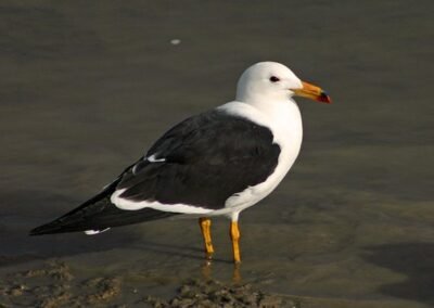 Olrog's Gull © Pablo Petracci