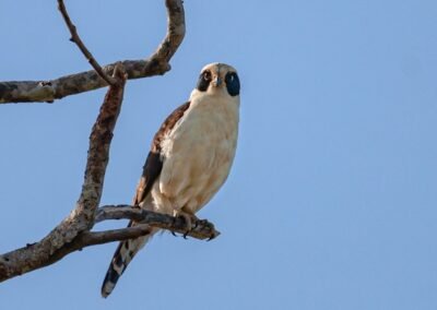 Laughing Falcon © Luis Segura