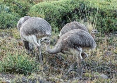 Lesser Rhea © Luis Segura
