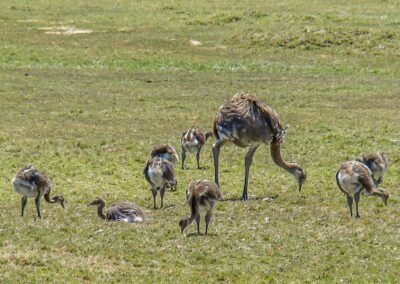 Lesser Rhea © Felipe Fernández