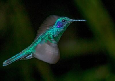 Lesser Violetear © Victor Gamarra Toledo