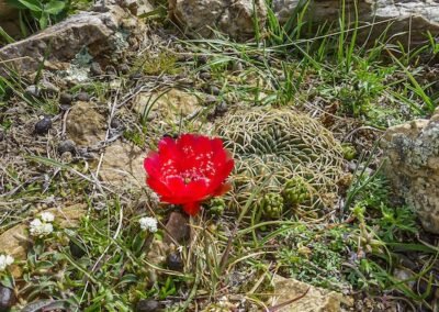 Lobivia cinnabarina © Willy Smith