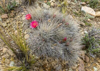Lobivia pentlandii © Willy Smith
