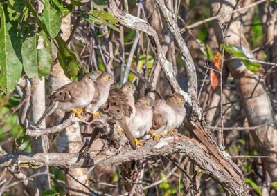 Long-tailed Ground Dove © Luis Segura