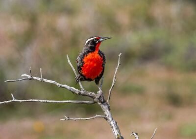 Long-tailed Meadowlark © Luis Segura