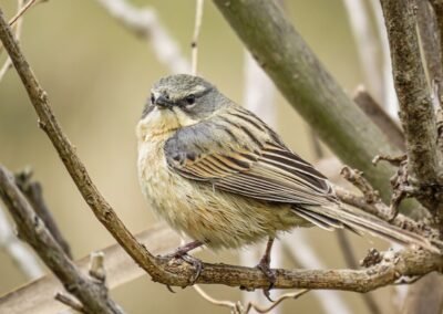 Long-tailed Reed Finch © Nicolás Olejnik