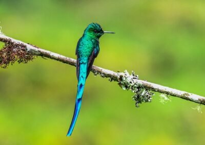Long-tailed Sylph © Luis Segura