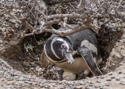 Magellanic Penguin © Luis Segura