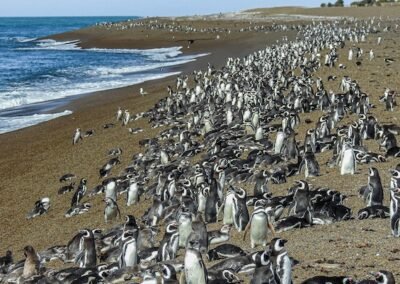 Magellanic Penguin © Felipe Fernández