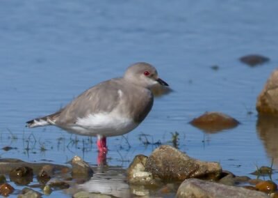 Magellanic Plover © Esteban Daniels