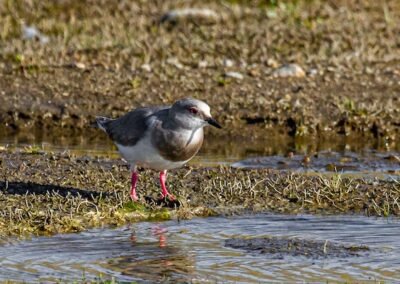 Magellanic Plover © Luis Segura