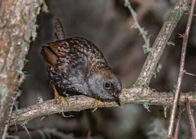 Magellanic Tapaculo © Luis Segura
