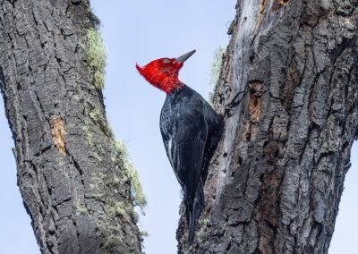 Magellanic Woodpecker © Luis Segura