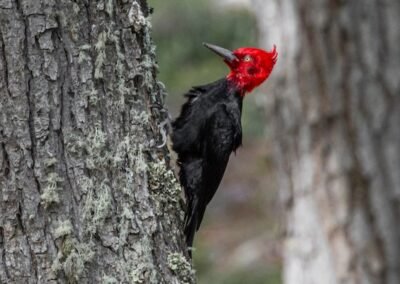 Magellanic Woodpecker © Luis Segura