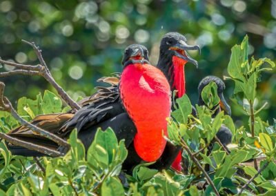 Magnificent Frigatebird © Victor Gamarra Toledo
