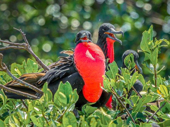 Birds and Wildlife of Northern Peru
