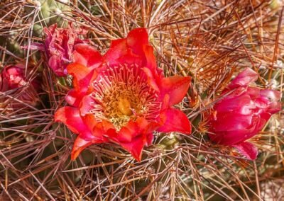 Maihueniopsis atacamensis © Luis Segura