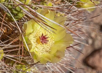 Maihueniopsis camachoi © Luis Segura