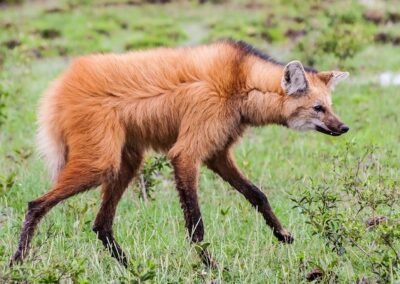 Maned Wolf © Emilio White