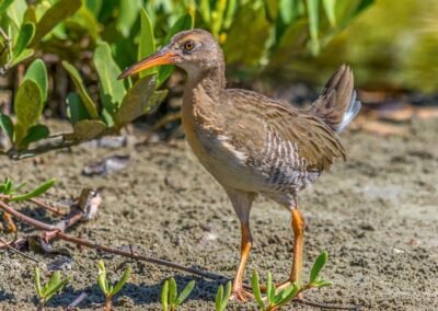 Mangrove Rail © Victor Gamarra Toledo