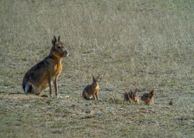 Mara © Felipe Fernández
