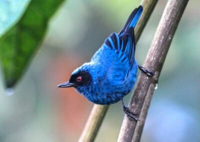 Masked Flowerpiercer © Luis Segura