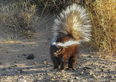 Molina's Hog-nosed Skunk © Felipe Fernández