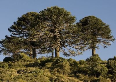 Monkey Puzzle Tree © Nicolás Olejnik