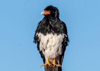 Mountain Caracara © Luis Segura