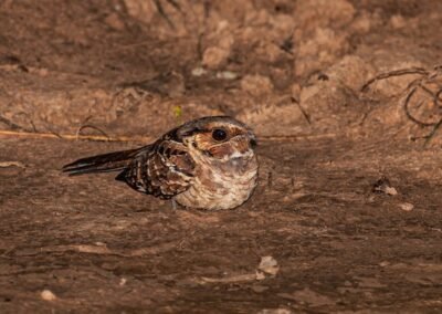 Pauraque © Luis Segura