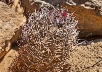 Neoporteria pausicostata © Luis Segura