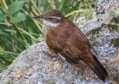 Olrog's Cinclodes © Nicolás Olejnik