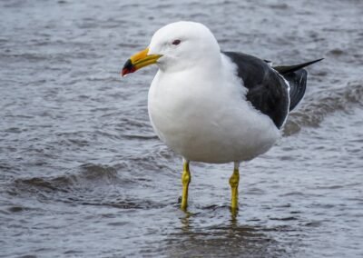 Olrog's Gull © Nicolás Olejnik