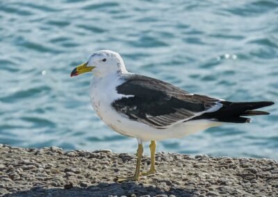 Olrog's Gull © Nicolás Olejnik
